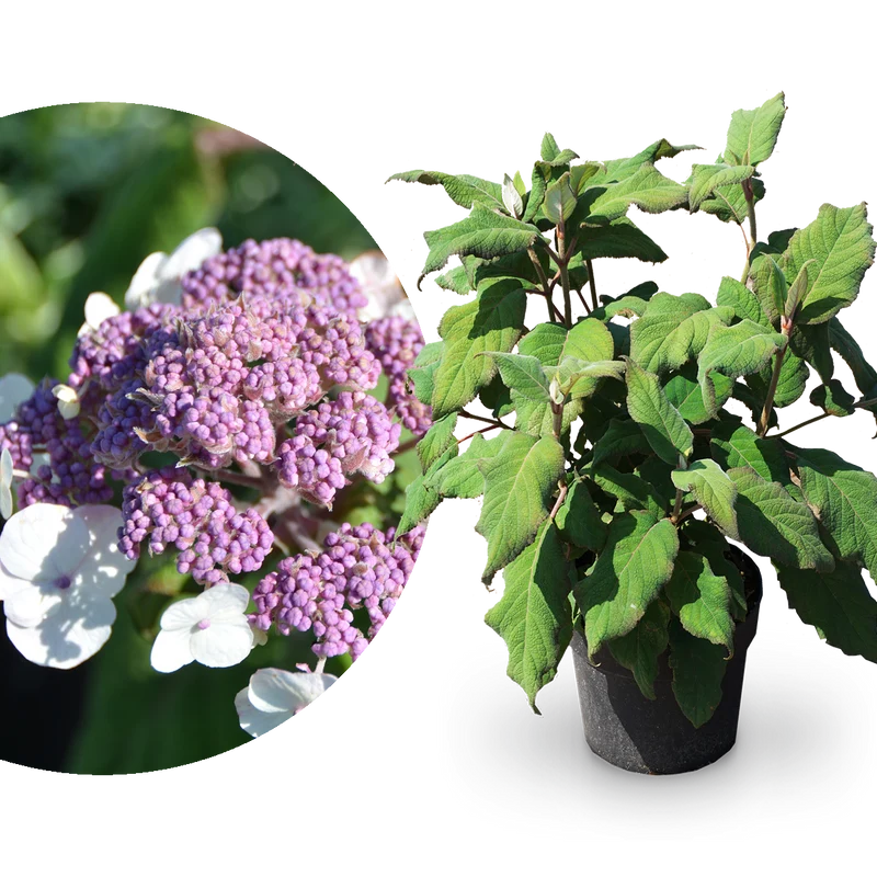 Samt-Hortensie 'Macrophylla' Violett-Weiß