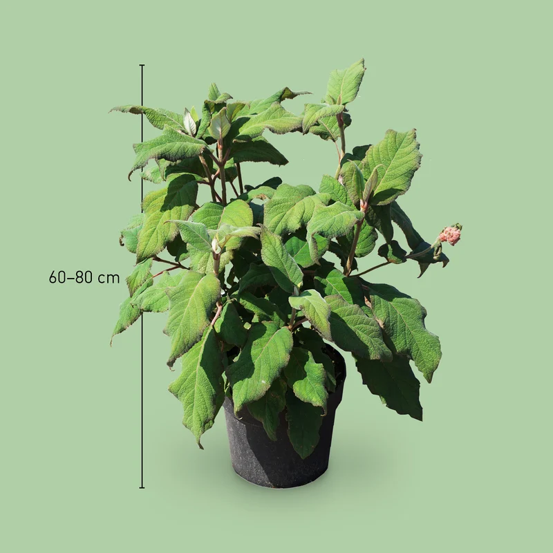 Samt-Hortensie 'Macrophylla' Violett-Weiß