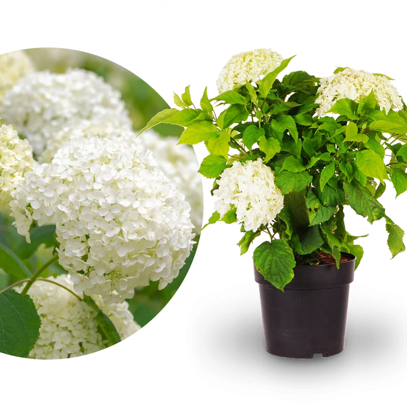 Ballhortensie 'Annabelle' Weiß