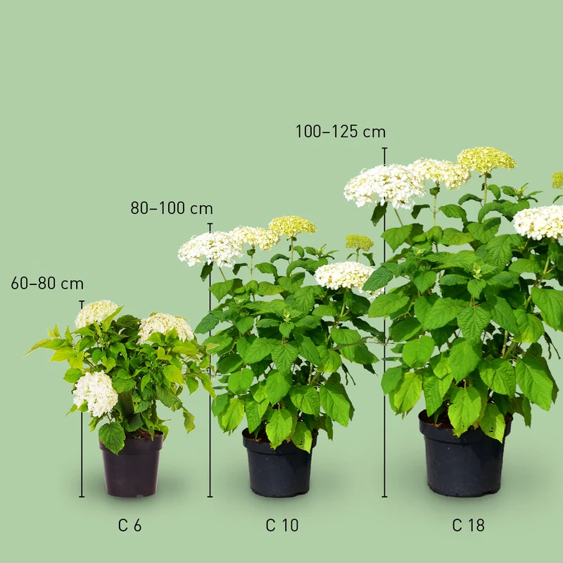 Ballhortensie 'Annabelle' Weiß