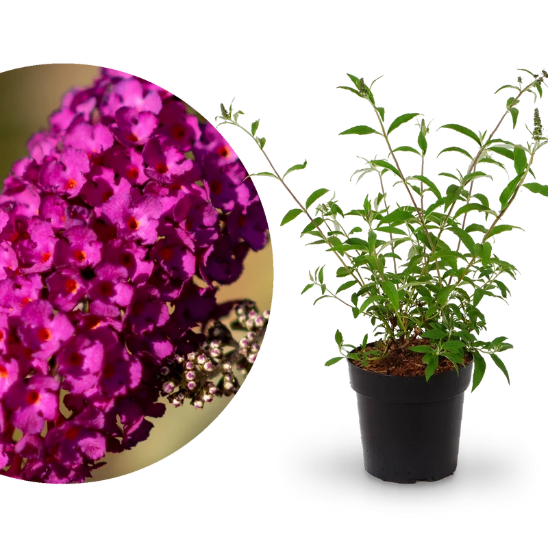 Sommerflieder 'Royal Red' Purpurrot