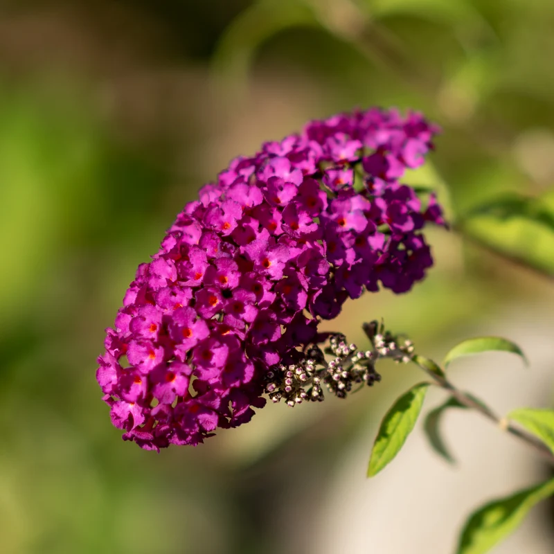 Sommerflieder 'Royal Red' Purpurrot