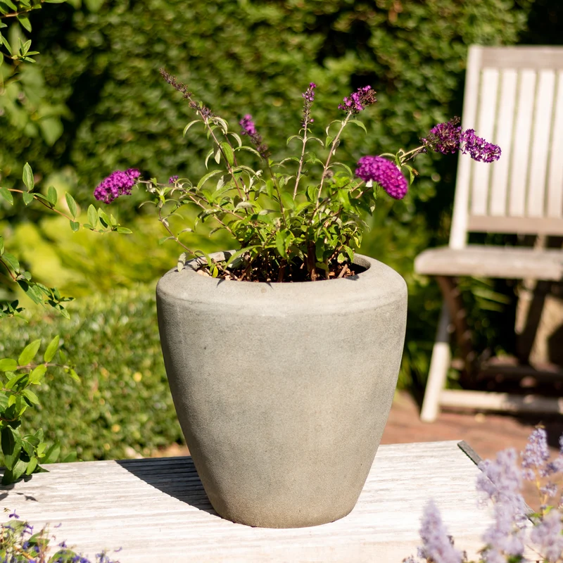 Sommerflieder 'Royal Red' Purpurrot
