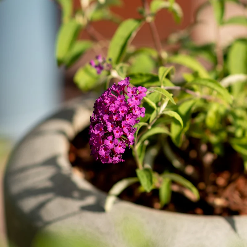 Sommerflieder 'Royal Red' Purpurrot