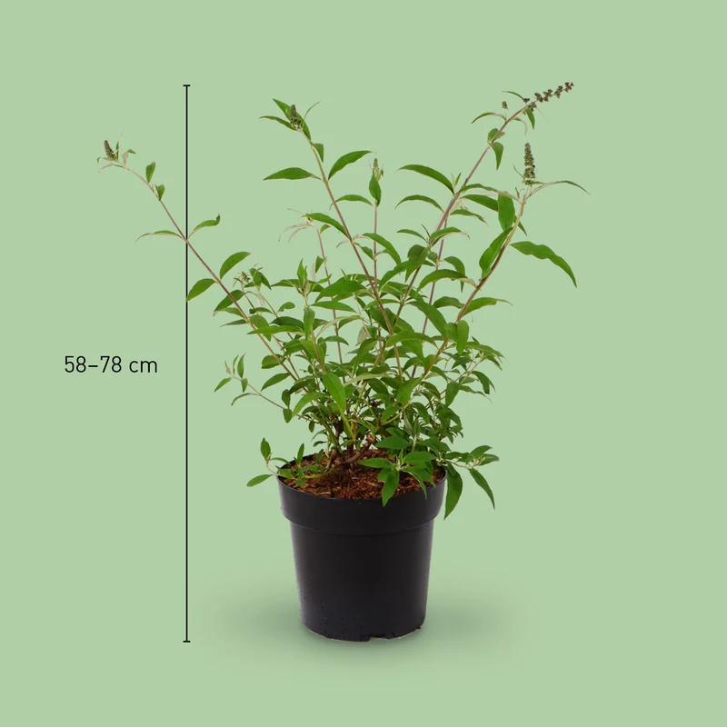 Sommerflieder 'Royal Red' Purpurrot