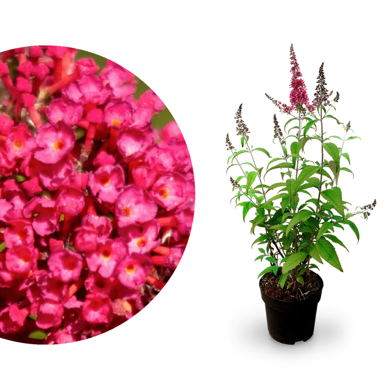 Sommerflieder 'Prince Charming'® Rot