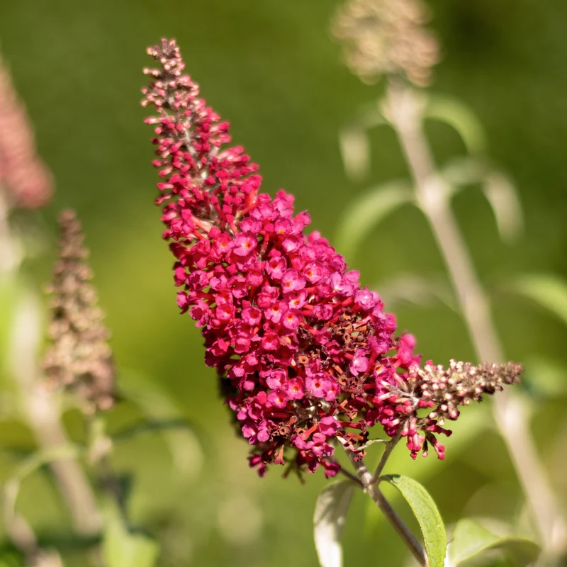 Sommerflieder 'Prince Charming'® Rot
