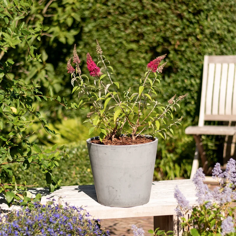 Sommerflieder 'Prince Charming'® Rot