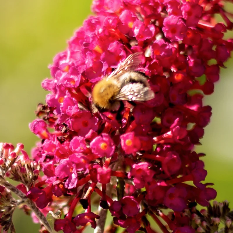 Sommerflieder 'Prince Charming'® Rot