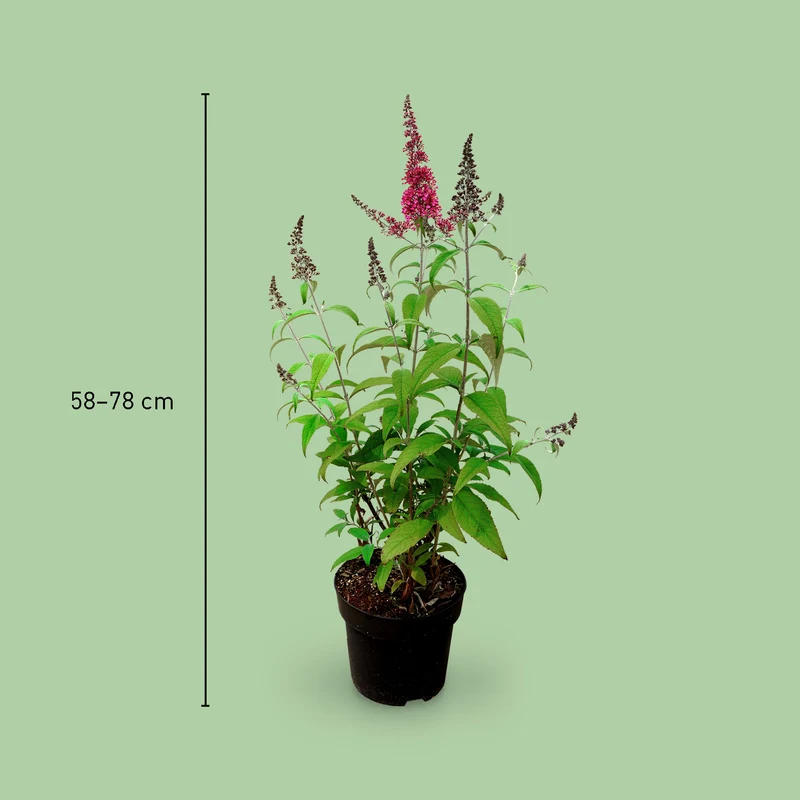 Sommerflieder 'Prince Charming'® Rot