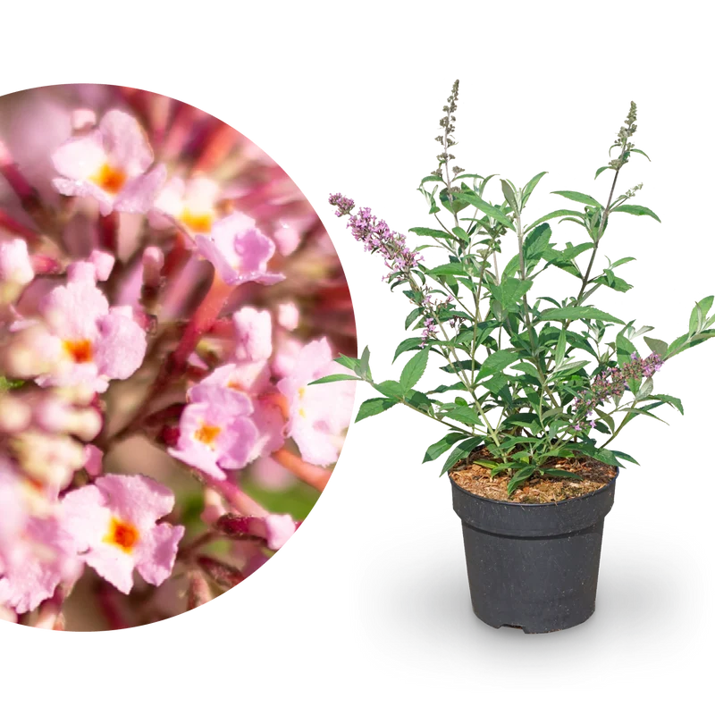 Schmetterlingsflieder 'Pink Delight' Dunkelrosa