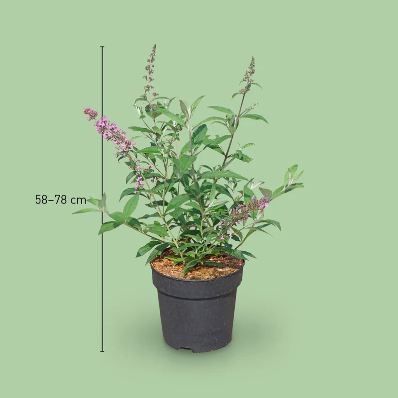 Schmetterlingsflieder 'Pink Delight' Dunkelrosa
