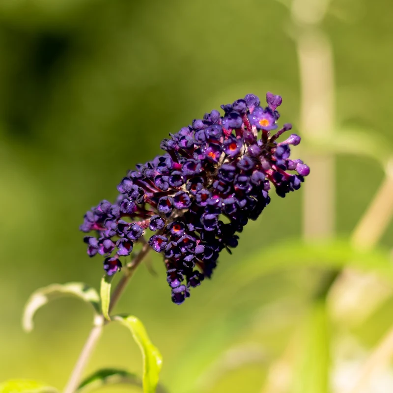 Schmetterlingsflieder 'Black Knight' Dunkelviolett