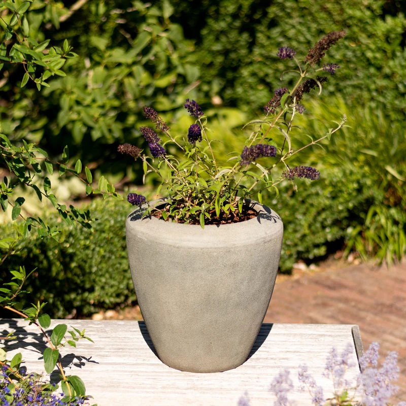 Schmetterlingsflieder 'Black Knight' Dunkelviolett