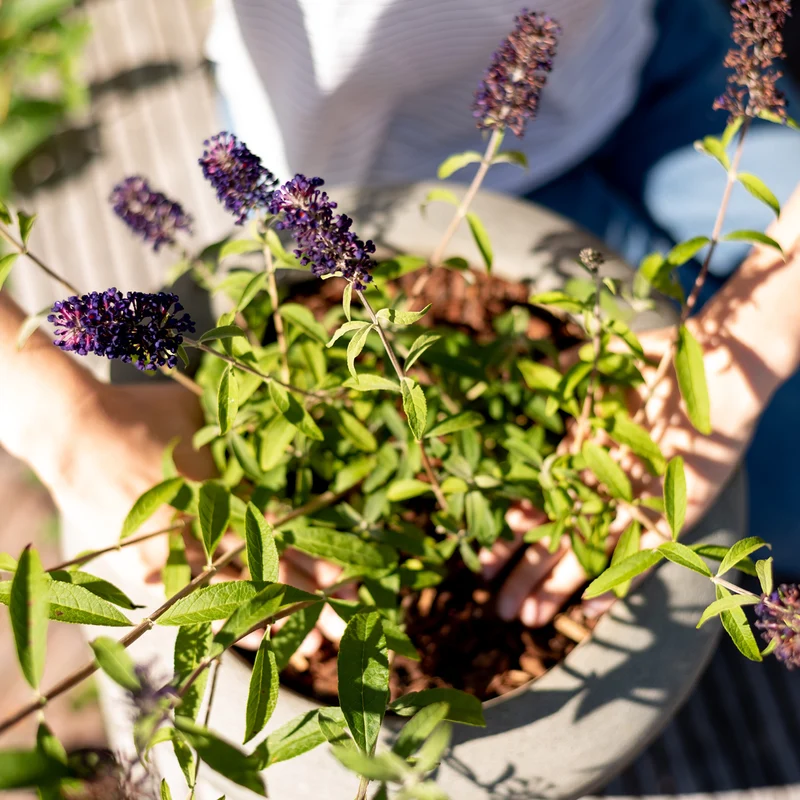 Schmetterlingsflieder 'Black Knight' Dunkelviolett