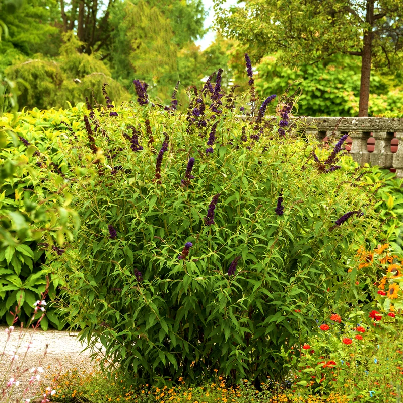 Schmetterlingsflieder 'Black Knight' Dunkelviolett