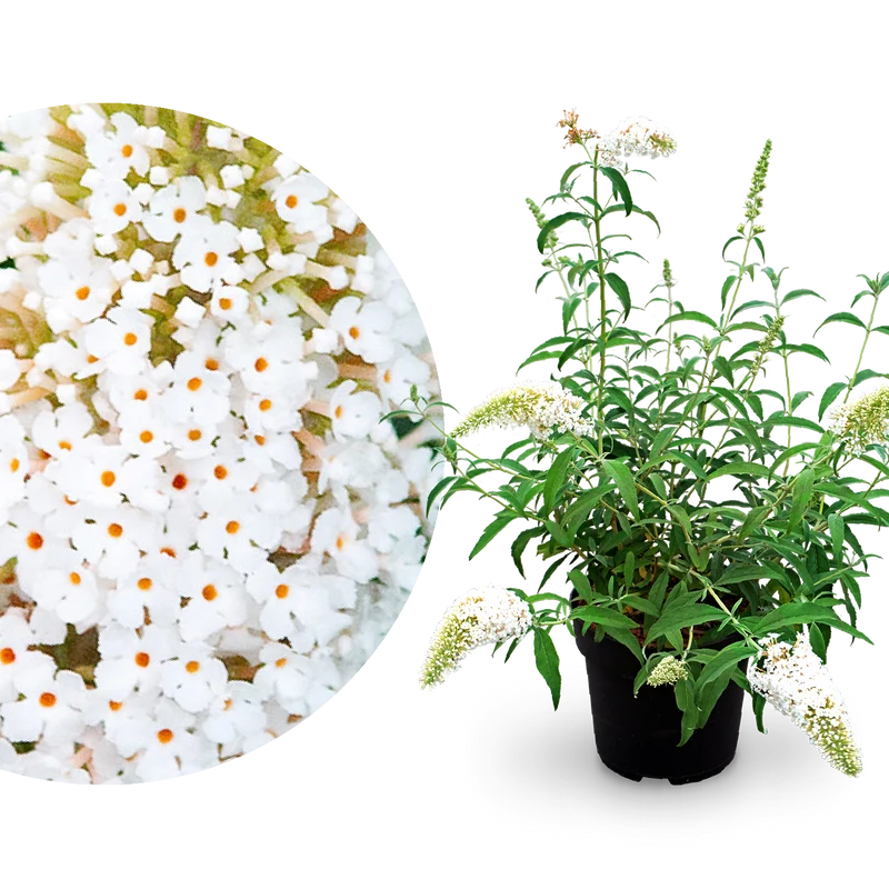Schmetterlingsflieder 'White Profusion' Weiß