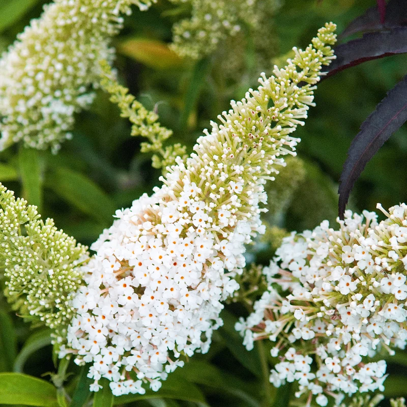 Schmetterlingsflieder 'White Profusion' Weiß