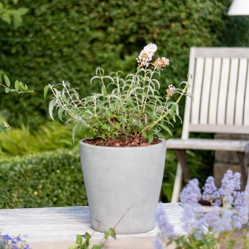 Schmetterlingsflieder 'White Profusion' Weiß
