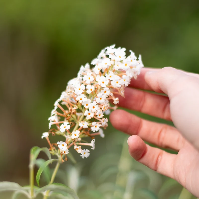 Schmetterlingsflieder 'White Profusion' Weiß