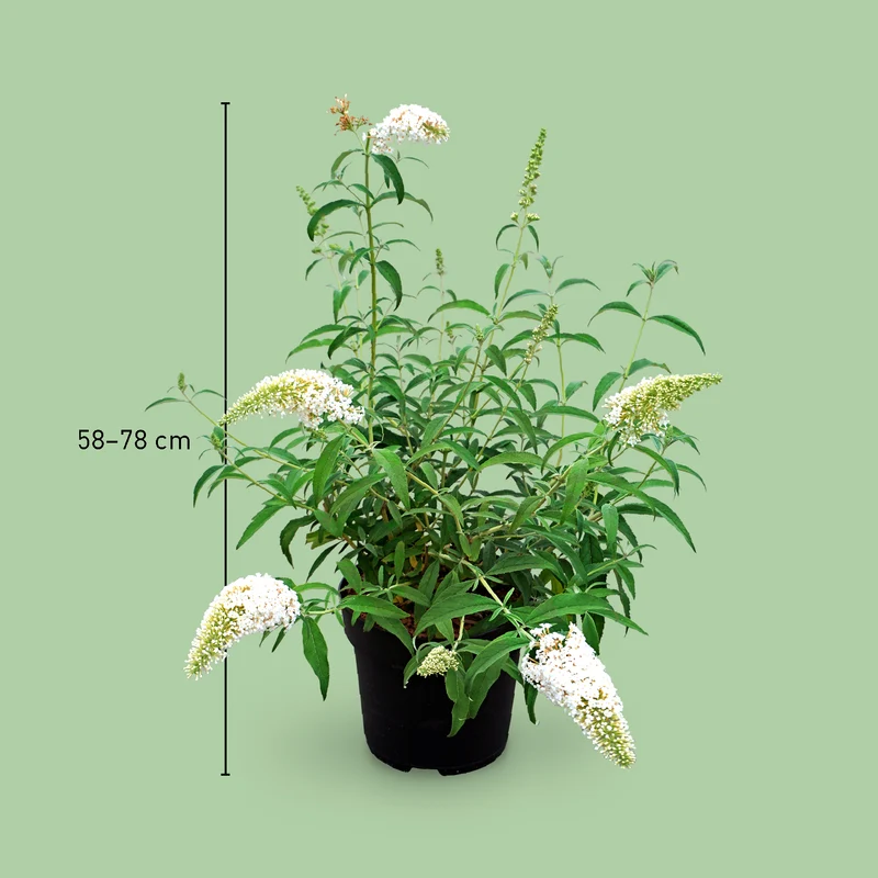 Schmetterlingsflieder 'White Profusion' Weiß