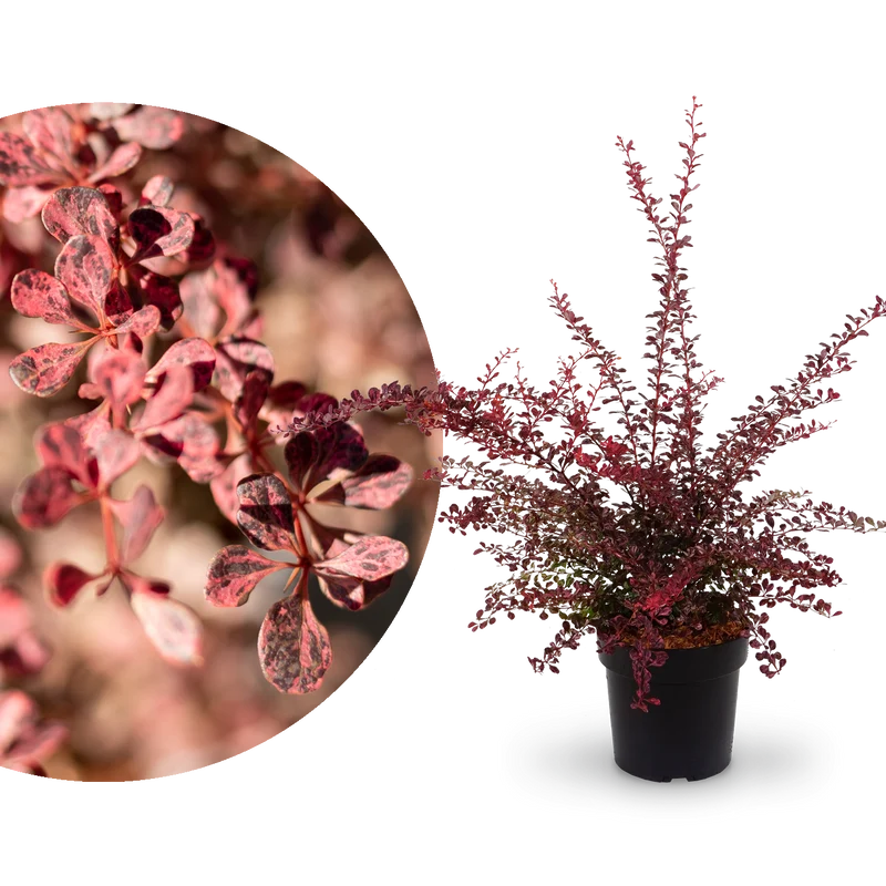 Berberitze 'Rose Glow'