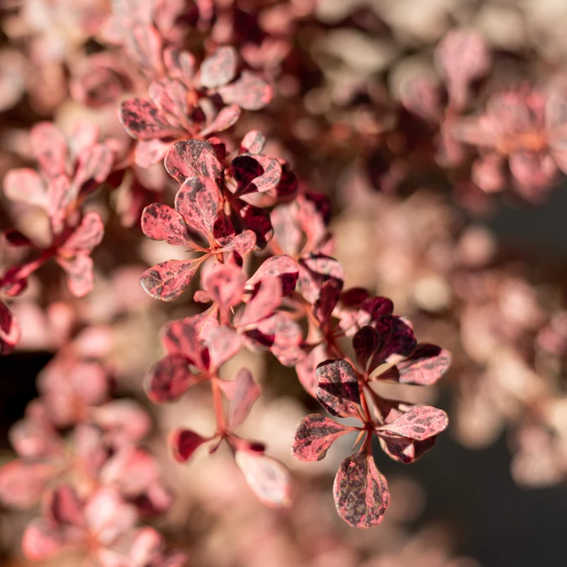 Berberitze 'Rose Glow'