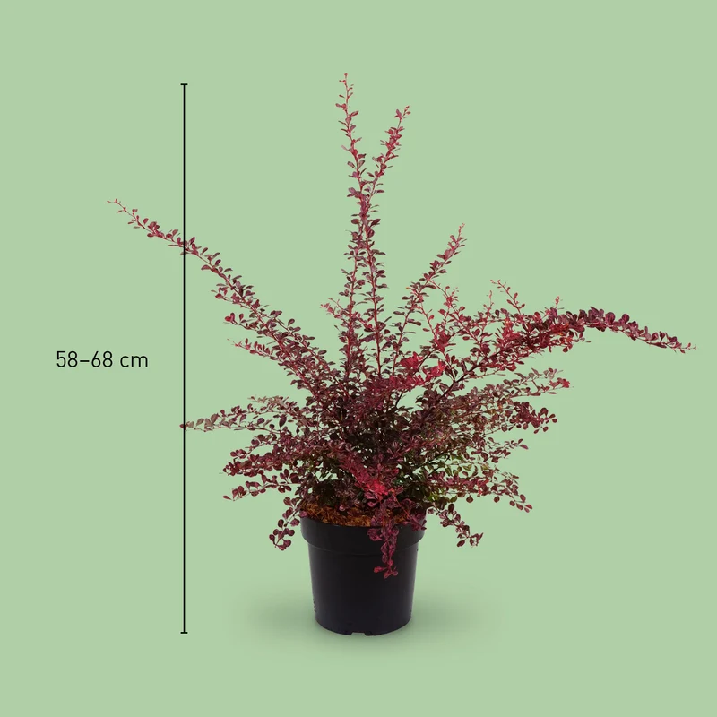 Berberitze 'Rose Glow'