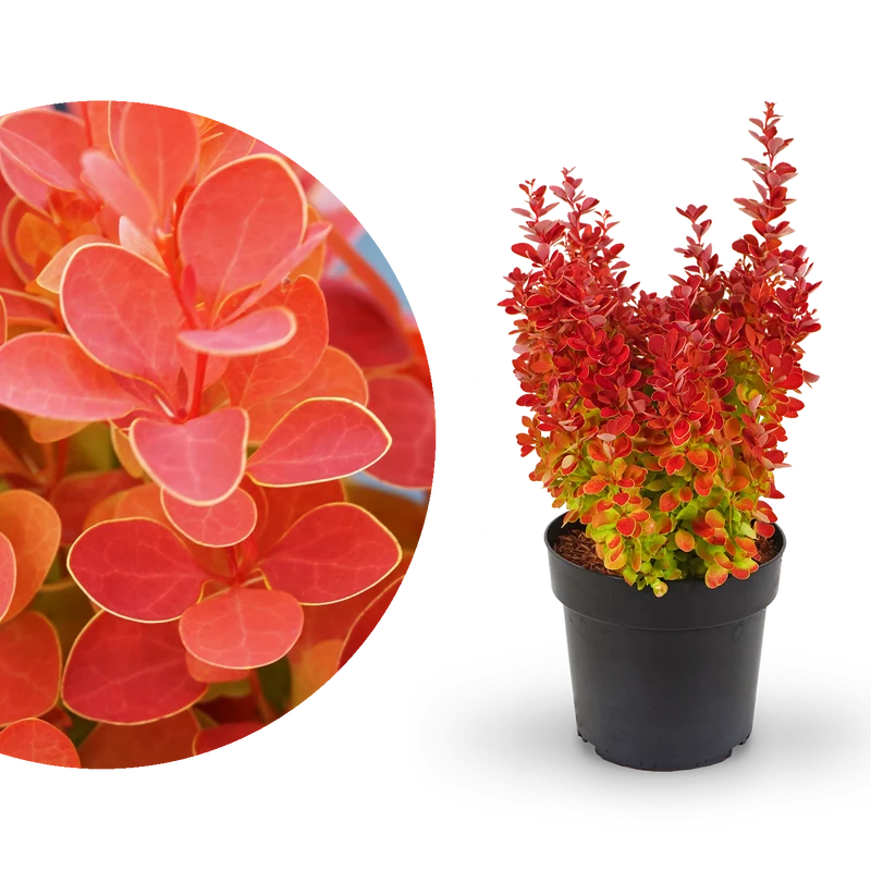 Berberitze 'Orange Ice'®