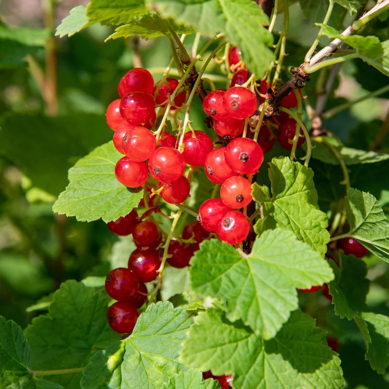 Bio-Johannisbeere 'Jonkheer van Tets'
