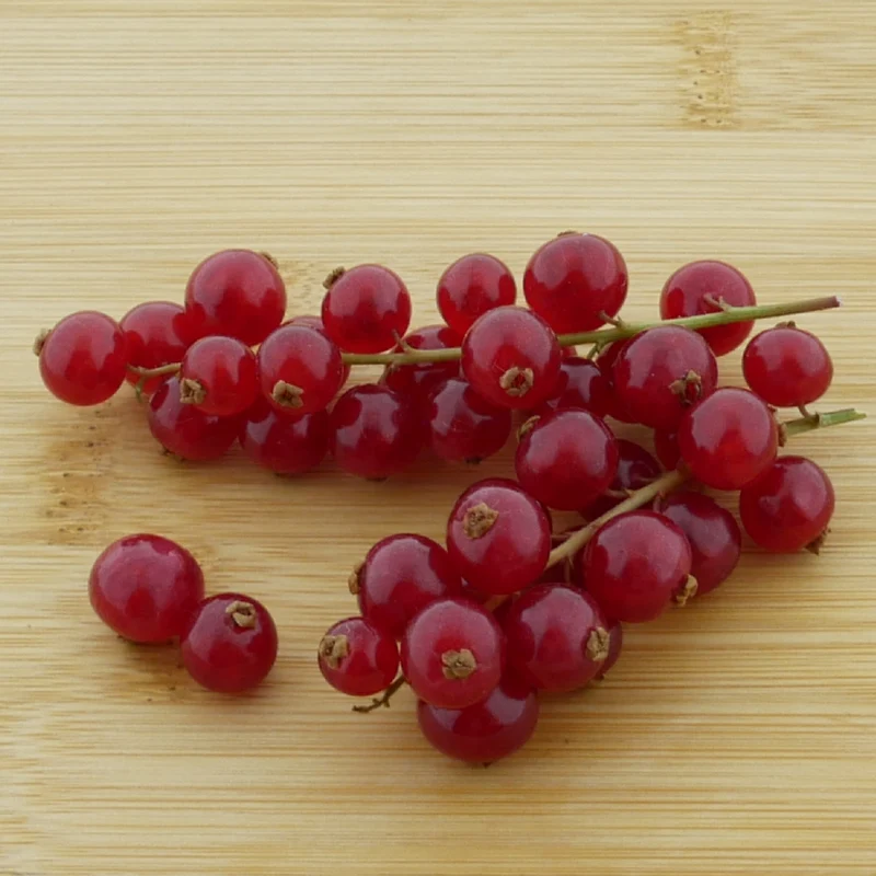 Bio-Johannisbeere 'Jonkheer van Tets'