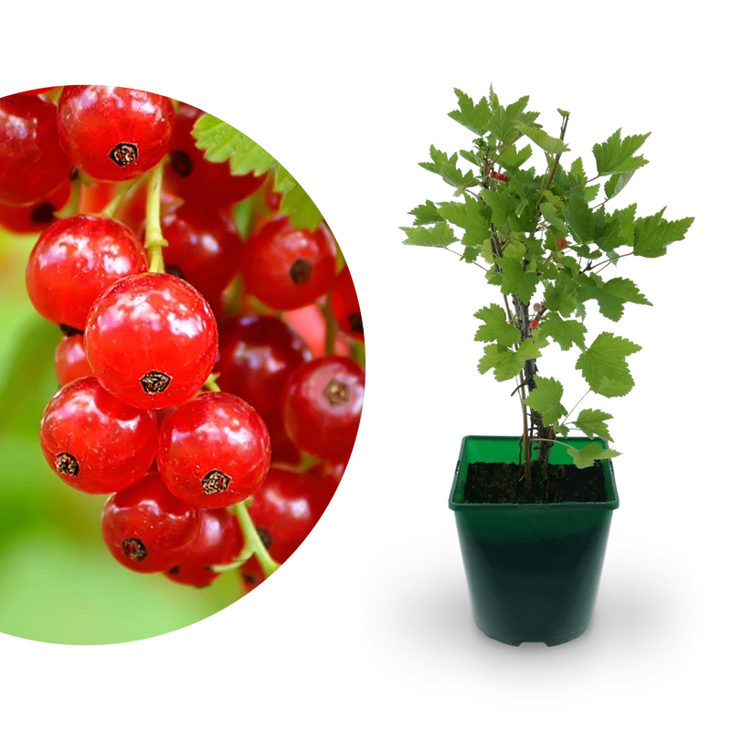 Bio-Johannisbeere 'Rovada'