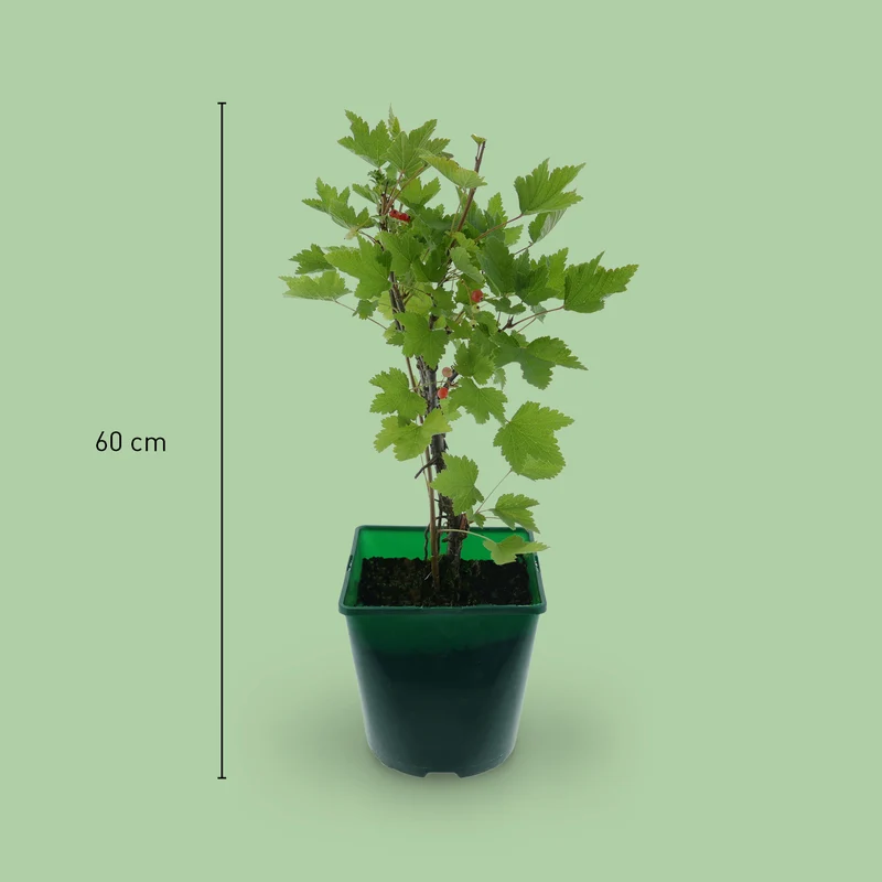 Bio-Johannisbeere 'Rovada'