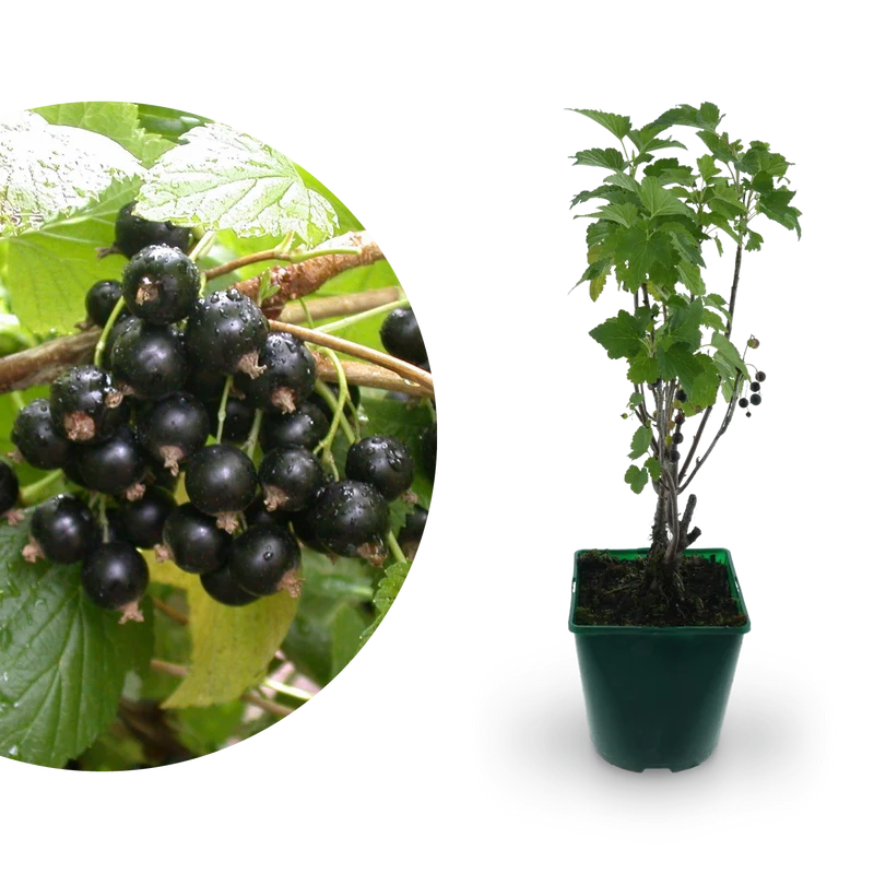 Bio-Schwarze Johannisbeere 'Titania'
