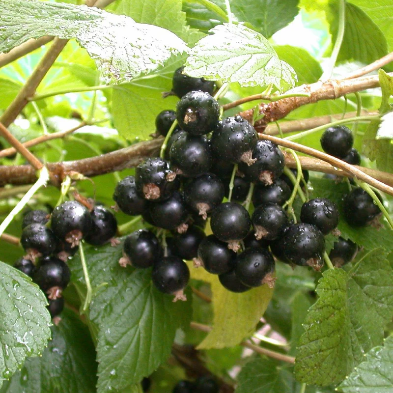 Bio-Schwarze Johannisbeere 'Titania'