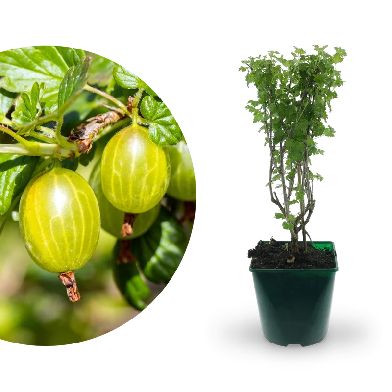 Bio-Stachelbeere 'Hinnonmäki gelb'