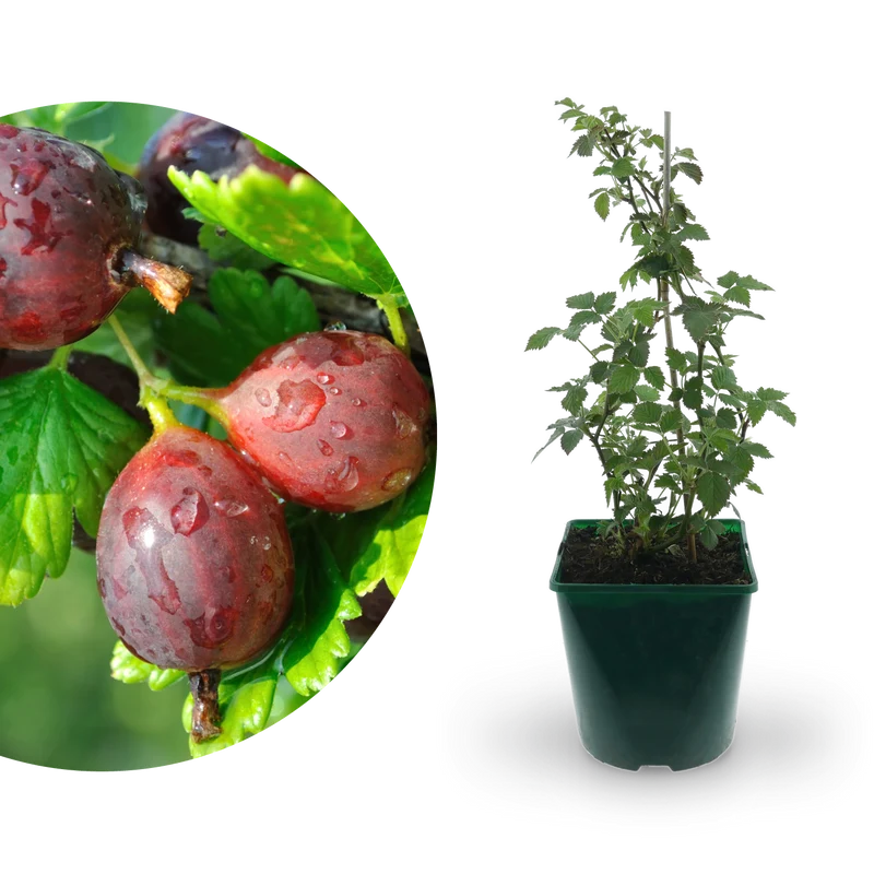 Bio-Stachelbeere 'Hinnonmäki rot'