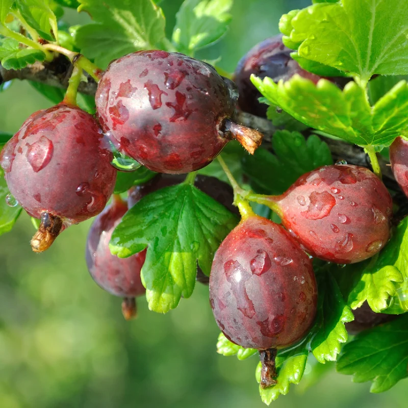 Bio-Stachelbeere 'Hinnonmäki rot'