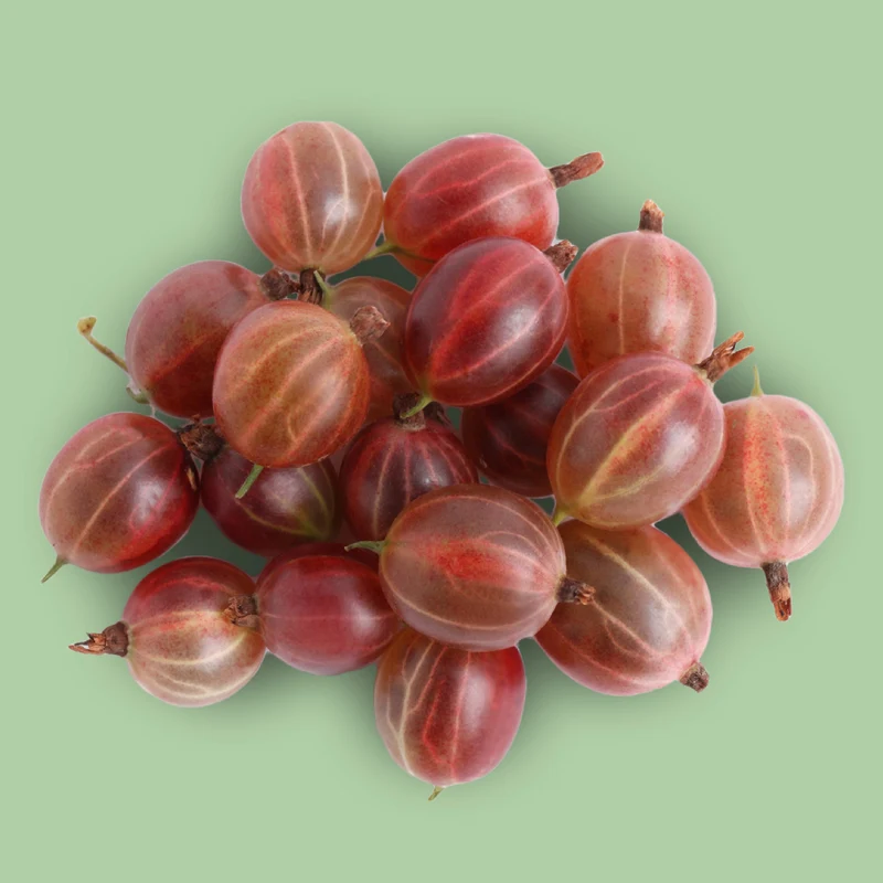 Bio-Stachelbeere 'Hinnonmäki rot'