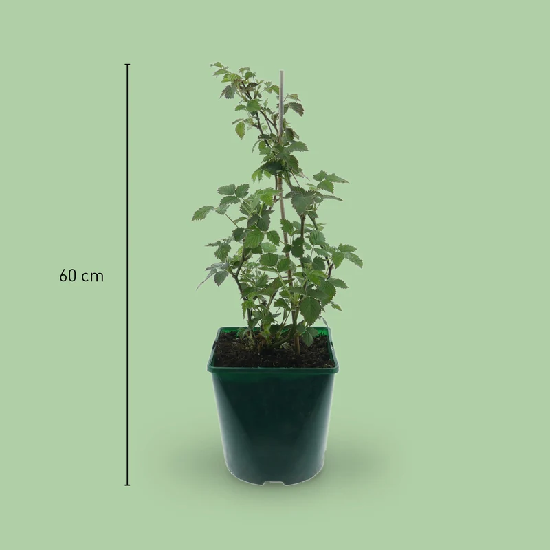 Bio-Stachelbeere 'Hinnonmäki rot'