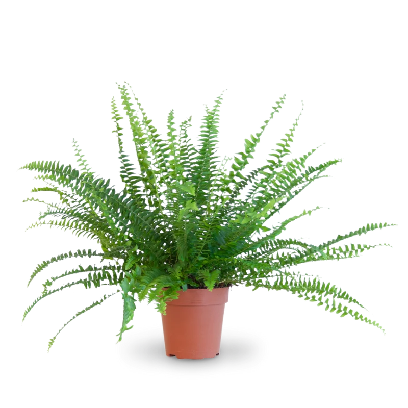 Schwertfarn 'Green Lady'