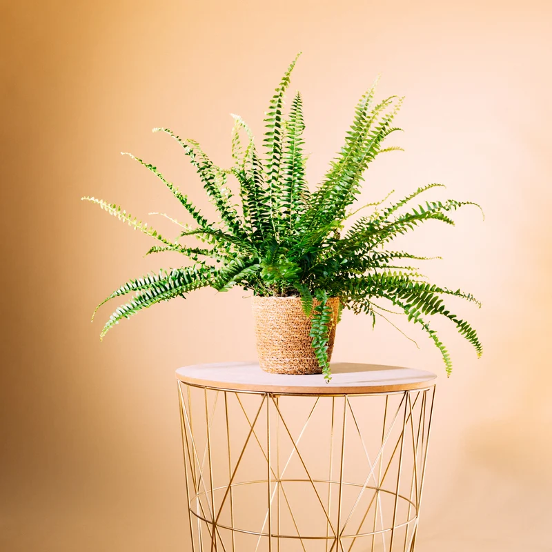 Schwertfarn 'Green Lady'
