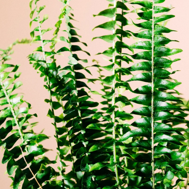 Schwertfarn 'Green Lady'