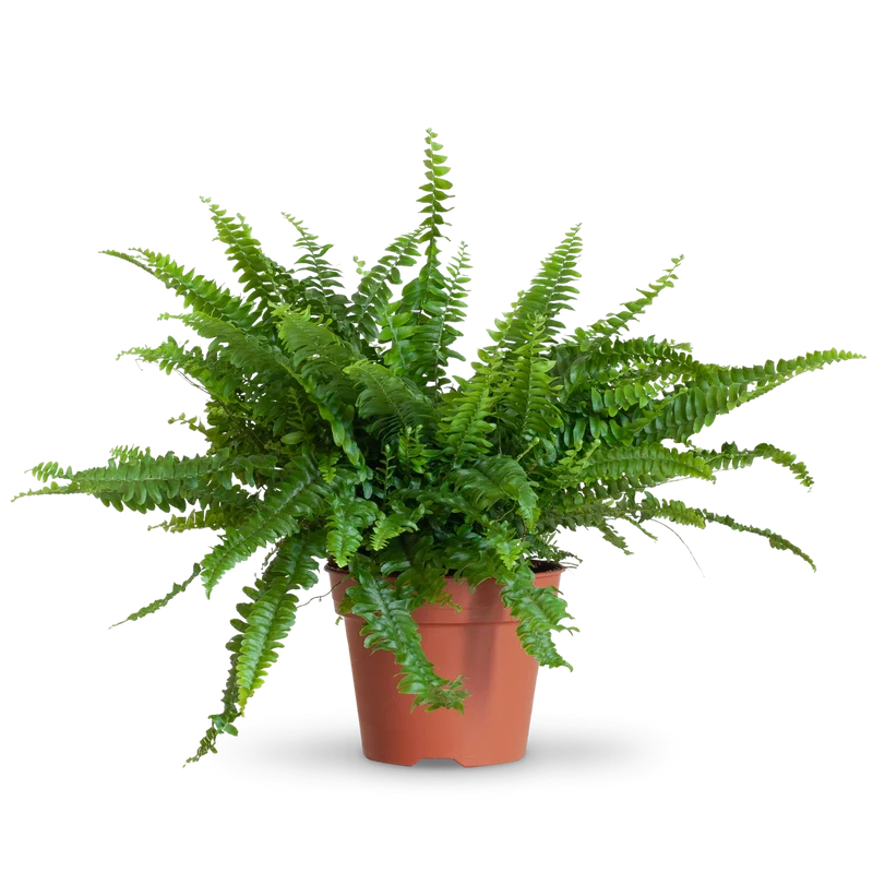 Schwertfarn 'Green Lady'