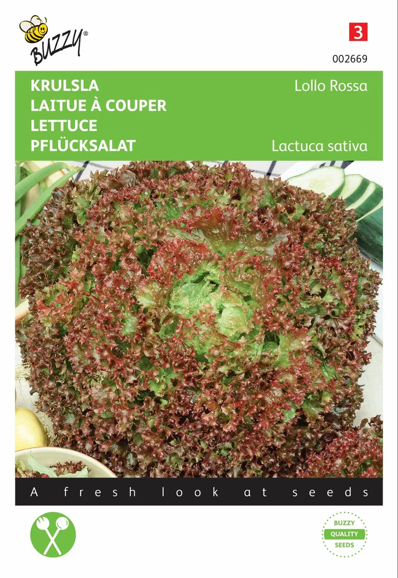Krauser Salat Lollo Rossa
