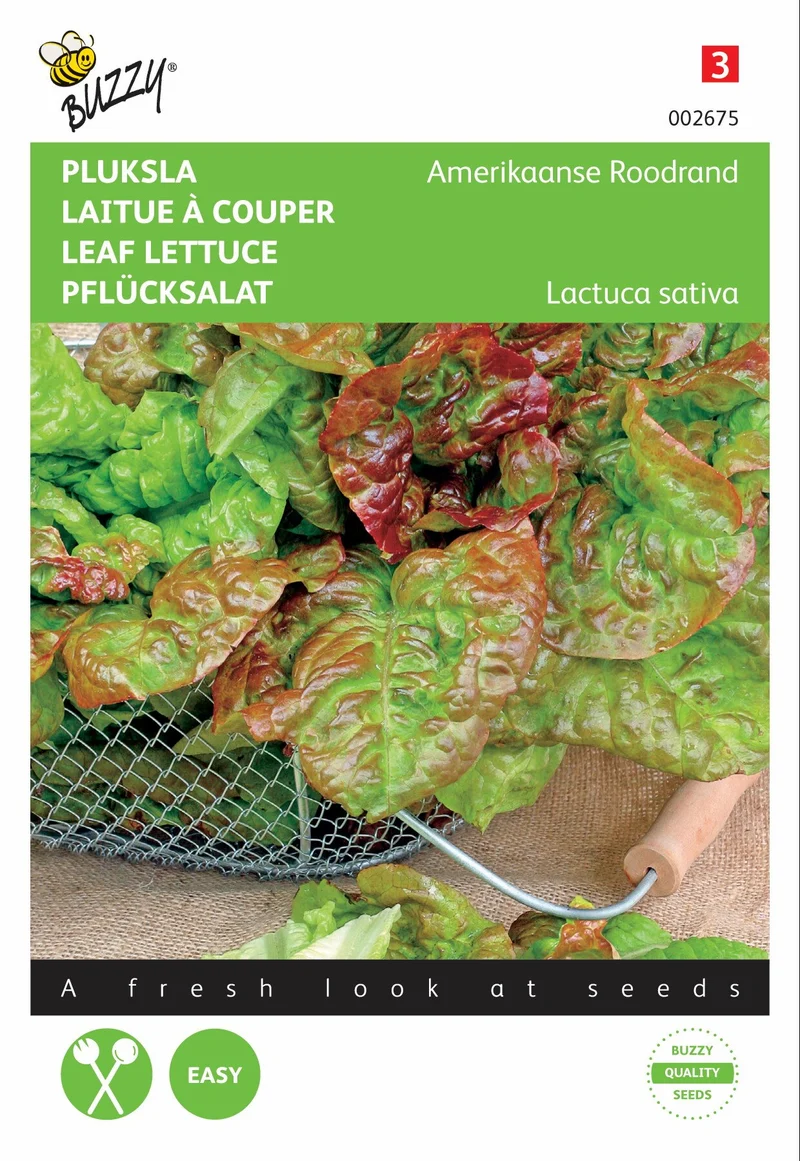 Amerikanischer roter Randsalat