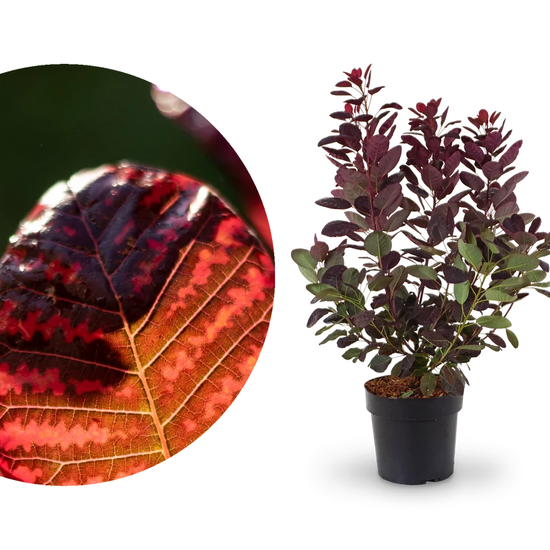 Roter Perückenstrauch 'Royal Purple'®
