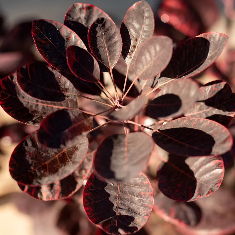Roter Perückenstrauch 'Royal Purple'®