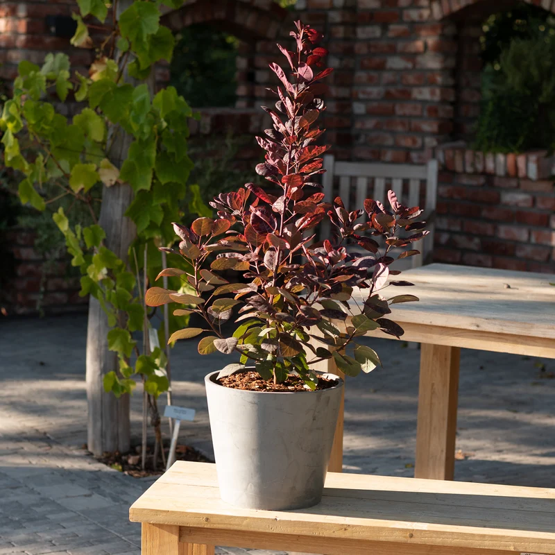 Roter Perückenstrauch 'Royal Purple'®