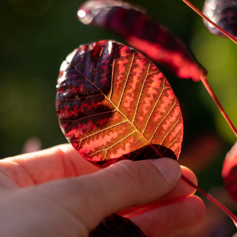 Roter Perückenstrauch 'Royal Purple'®
